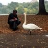 Park Slope Swans Become Territorial